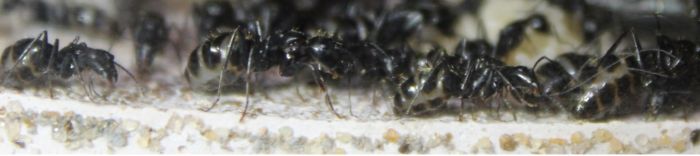 Camponotus pennsylvanicus June 13 2017 (1)