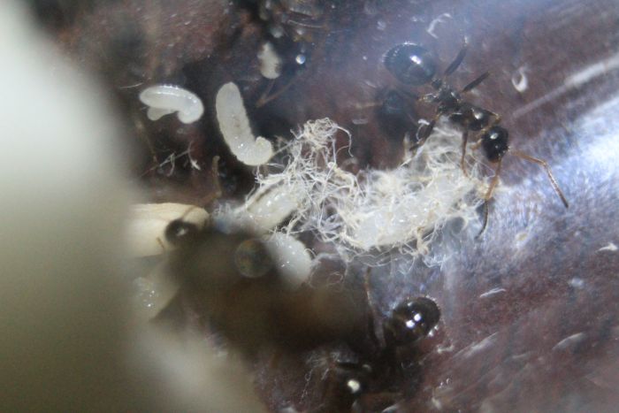 Formica pallidefulva Feb 10 2017 (1) Formica pallidefulva Feb 10 2017 (1)