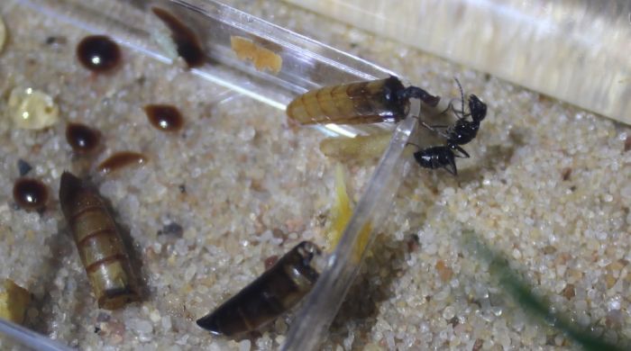 Camponotus pennsylvanicus June 13 2017 (5)