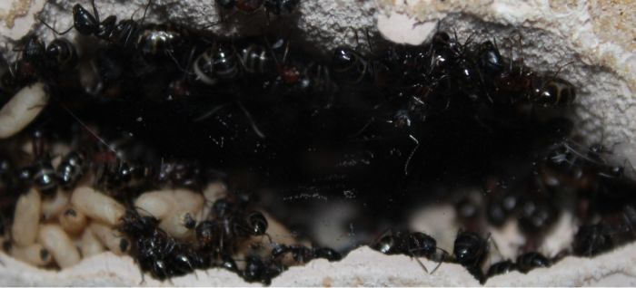 Camponotus novaboracansis May 22 2017 (2)