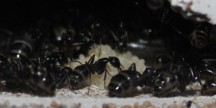 Camponotus pennsylvanicus June 13 2017 (3)