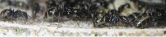 Camponotus pennsylvanicus June 13 2017 (1) Camponotus pennsylvanicus June 13 2017 (1)