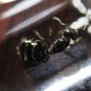 Crematogaster cerasi Feb 10 2017 (3)