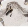 Crematogaster cerasi fFeb 20 2017