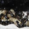 Camponotus noveboracensis June 13 2017 (8)