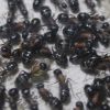 Camponotus noveboracensis June 13 2017 (2)