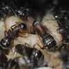 Camponotus noveboracensis June 13 2017 (7)