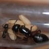 Camponotus herculeanus July 27 2017