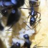 Camponotus Pen Feb 10 2017 (1)