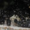 Camponotus pennsylvanicus July 27 2017 (2)
