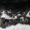 Camponotus noveboracensis June 13 2017 (9)