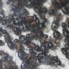 Camponotus noveboracensis June 13 2017 (10)