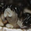 Camponotus pennsylvanicus May 22 2017 (2)