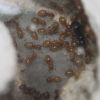 Lasius umbratus July 27 2017