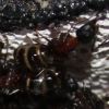 Camponotus novaeboracensis July 27 2017 (2)