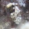 LAsius alienus Feb 10 2017 (1)