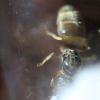 Lasius neoniger Feb 10 2017 (2)