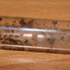 Lasius alienus July 27 2017 (1)