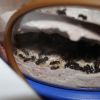 Camponotus novaborcansis March 14 2017 (2)