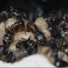 Camponotus noveboracensis June 13 2017 (5)