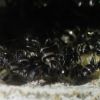 Camponotus pennsylvanicus June 13 2017 (4)