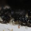 Camponotus pennsylvanicus May 22 2017 (1)