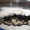 Camponotus Novaeboracansis April 20 2017  (4)