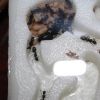 Camponotus pennsylvanicus April 4 2017