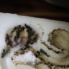 Camponotus pennyslvanicus April 20 2017 (2)
