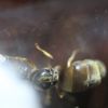 Lasius neoniger Feb 10 2017 (3)