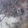 Lasius alienus June 13 2017