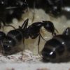 Camponotus pennsylvanicus June 13 2017 (2)