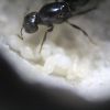 Crematogaster cerasi THA Atom Feb 10 2017 (1)