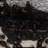 Camponotus novaeboracensis July27 2017 (3)