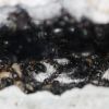 Camponotus noveboracensis June 13 2017 (6)