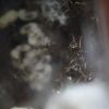 LAsius alienus Feb 10 2017 (2)