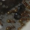 Lasius umbraus june 13 2017 #2