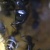 Camponotus Pen Feb 10 2017 (2)