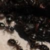 Camponotus novaeboracensis July27 2017 (1)
