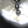 Crematogaster cerasi THA Atom Feb 10 2017 (2)