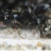 Camponotus pennsylvanicus June 13 2017 (1)