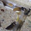 Camponotus pennsylvanicus June 13 2017 (5)