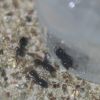 Crematogaster cerasi june 13 2017