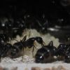 Camponotus pennsylvanicus June 13 2017 (3)