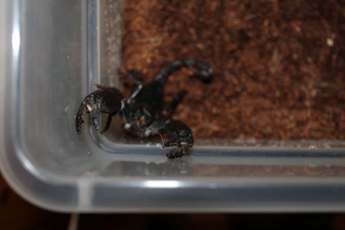 Scorpion Feb 20 2017 (3) Scorpion Feb 20 2017 (3)