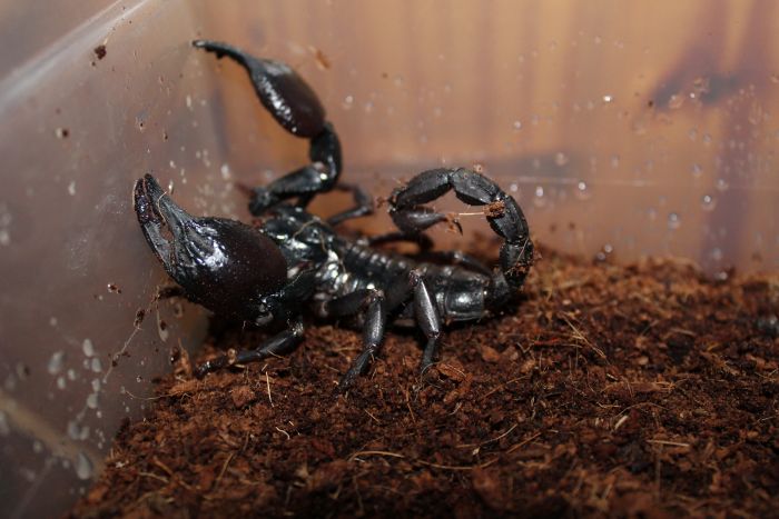 Scorpion Feb 20 2017 (1)
