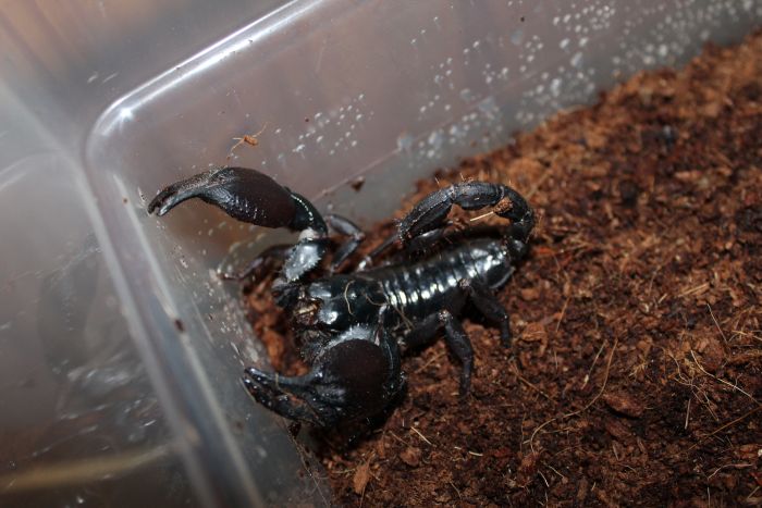 Scorpion Feb 20 2017 (8) Scorpion Feb 20 2017 (8)