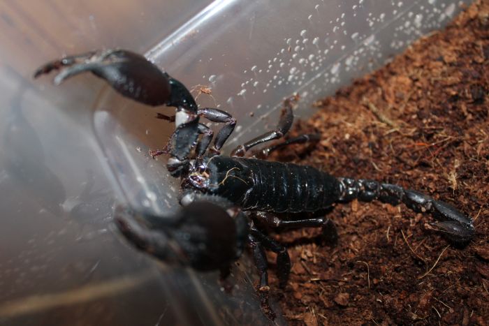 Scorpion Feb 20 2017 (4) Scorpion Feb 20 2017 (4)