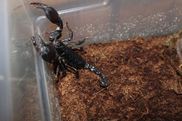 Scorpion Feb 20 2017 (7)