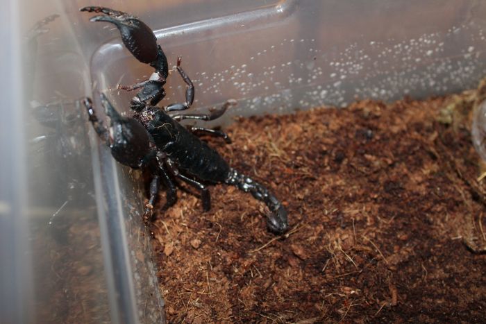 Scorpion Feb 20 2017 (7) Scorpion Feb 20 2017 (7)